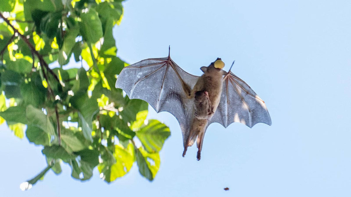 ¿Qué ocurre cuando los murciélagos de Tel Aviv están activos durante el día?