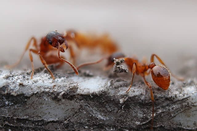 Método de seguimiento de hormigas podría medir la profundidad de la nieve