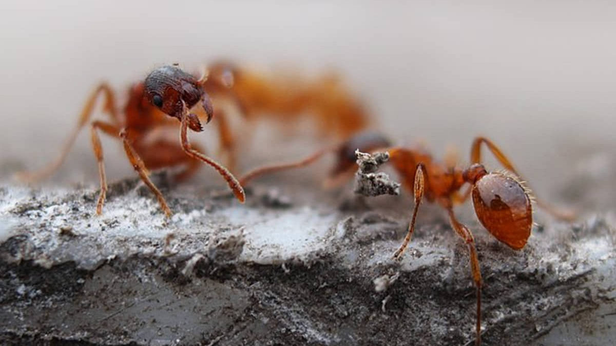 Médicos israelíes descubren por primera vez que las “hormiguitas de fuego” ponen en peligro la vida