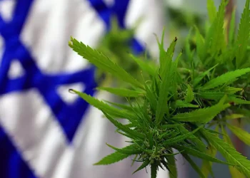La primera exportación de semillas de cannabis medicinal israelí se dirige a Estados Unidos