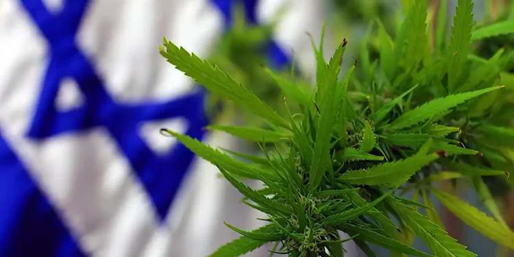 Biorreactor israelí clona células de cannabis clonadas con una potencia 12 veces mayor