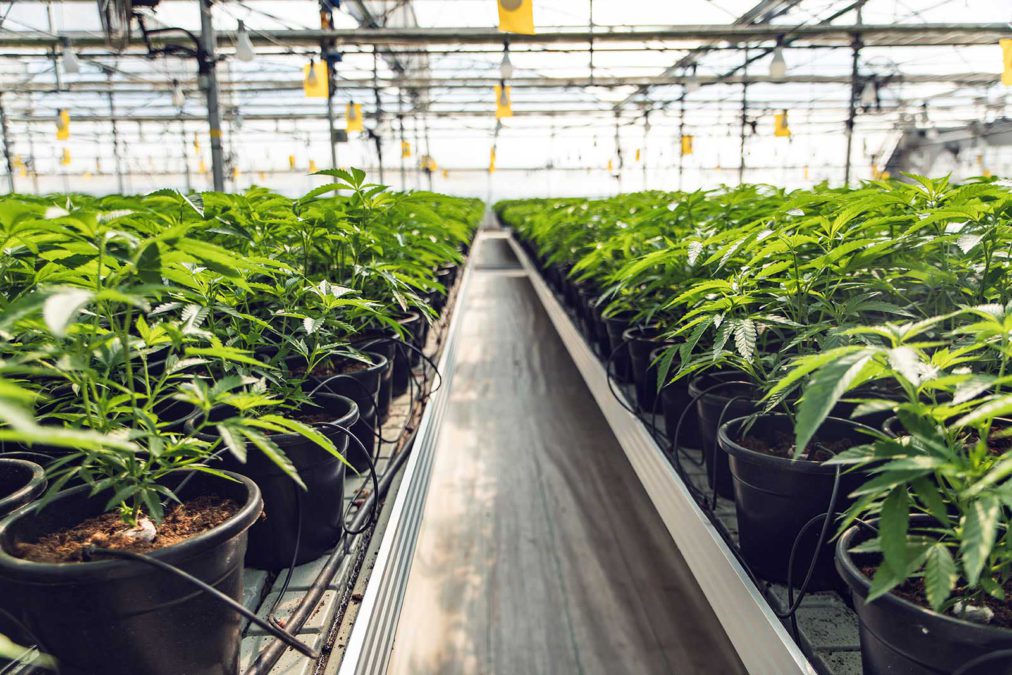 Una revolución kosher en el ámbito del cannabis medicinal