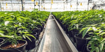 Una revolución kosher en el ámbito del cannabis medicinal