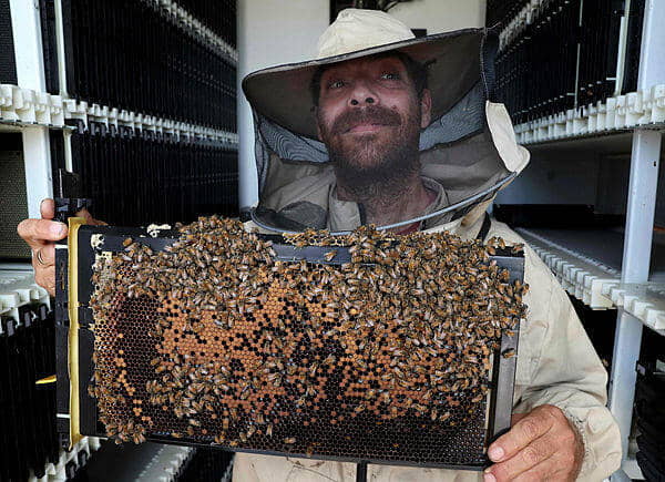 Colmenas robotizadas del kibutz israelí esperan mantener el zumbido de las abejas
