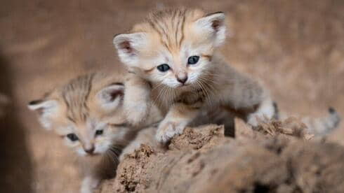 Nacen raros gatitos de gato de arena en el Safari Ramat Gan de Israel