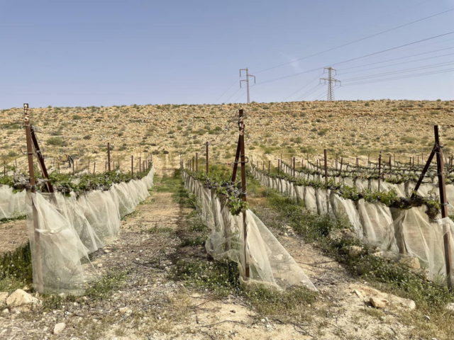 Nueva generación de viticultores hace florecer el desierto en el Néguev