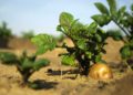 ¿Cuántas patatas comen los israelíes? Nuevos datos agrícolas