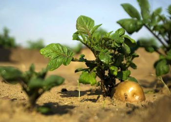 ¿Cuántas patatas comen los israelíes? Nuevos datos agrícolas