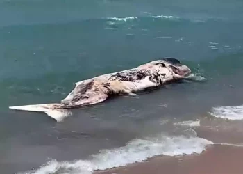 Un cachalote muerto aparece en una playa de Tel Aviv