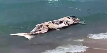 Un cachalote muerto aparece en una playa de Tel Aviv