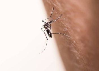 Investigadores descubren qué atrae a los mosquitos hacia los humanos
