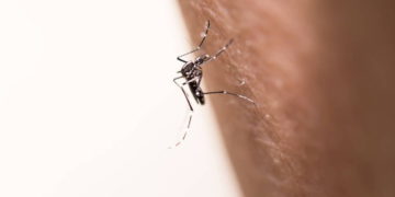 Investigadores descubren qué atrae a los mosquitos hacia los humanos