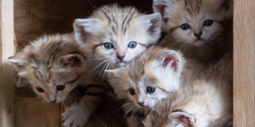 Nacen raros gatitos de gato de arena en el Safari Ramat Gan de Israel