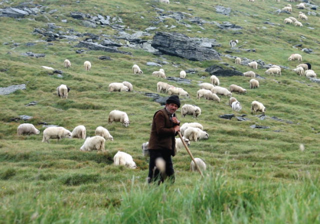 Hallan la producción de lana más antigua de toda Europa