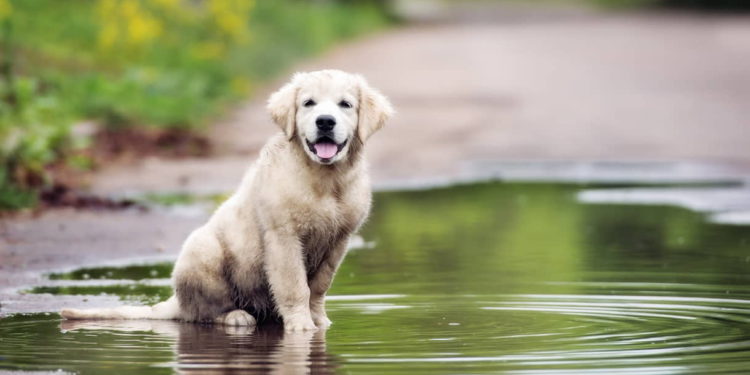Los perros detectan COVID-19 más rápido que las pruebas serológicas