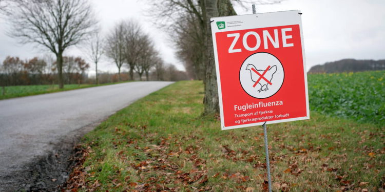 Brote de gripe aviar se extendie en Reino Unido y Norteamérica