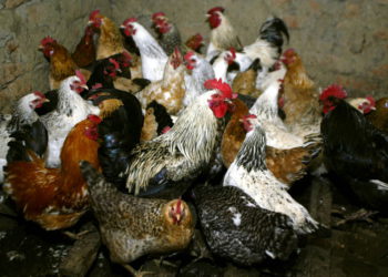 Brote de gripe aviar se extendie en Reino Unido y Norteamérica
