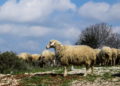 Hallan la producción de lana más antigua de toda Europa