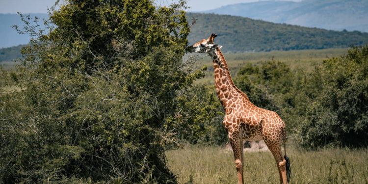 Las jirafas antiguas tenían cuellos más cortos y cabezas acorazadas