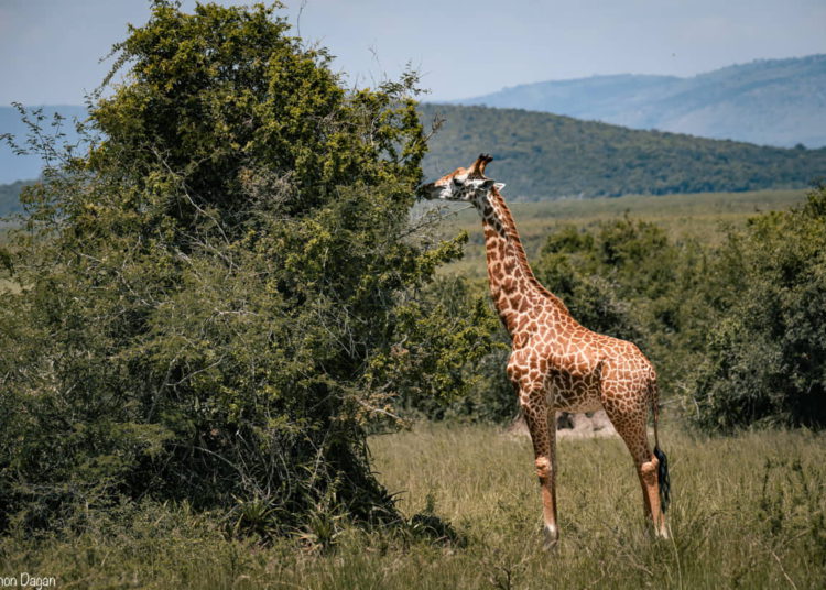 Las jirafas antiguas tenían cuellos más cortos y cabezas acorazadas