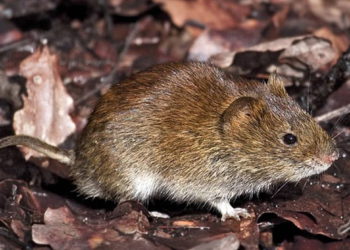 Hallan nuevo tipo de coronavirus en roedores