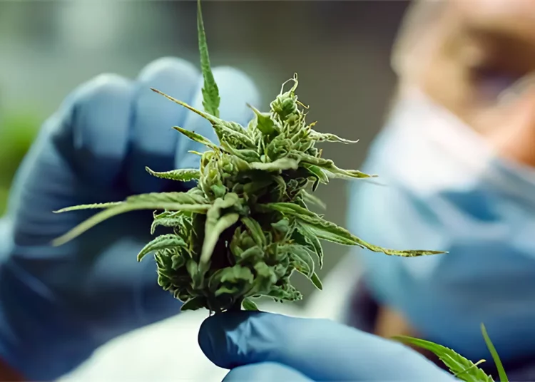 Investigadores intensifican el cannabis medicinal con un virus alterado