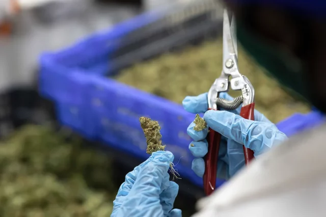 Empresa israelí de cannabis medicinal lanza un nuevo producto ultra-premium