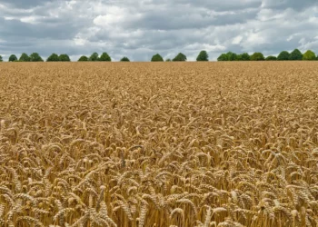 Una nueva tecnología israelí para aumentar el rendimiento del trigo