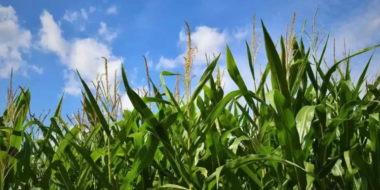 La agrotecnología israelí logra reducir la huella de carbono del maíz