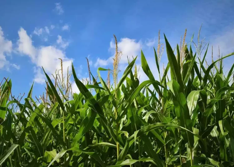 La agrotecnología israelí logra reducir la huella de carbono del maíz
