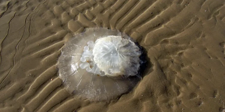 Temporada de medusas en Israel: qué hacer si te pican