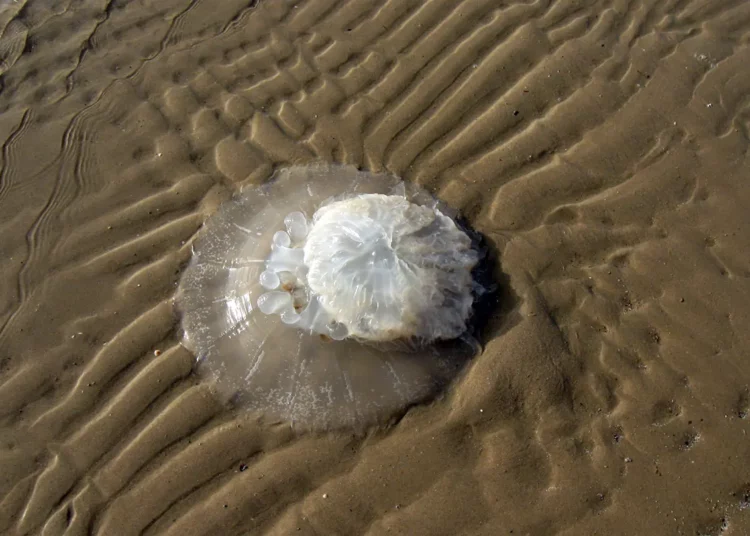 Temporada de medusas en Israel: qué hacer si te pican