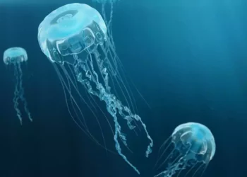 Comienza la temporada de medusas en Israel