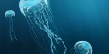 Comienza la temporada de medusas en Israel