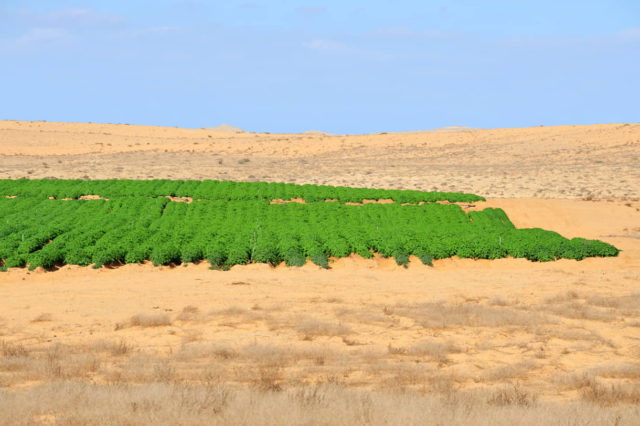 6 empresas israelíes que ayudan al mundo a combatir la desertificación y la sequía
