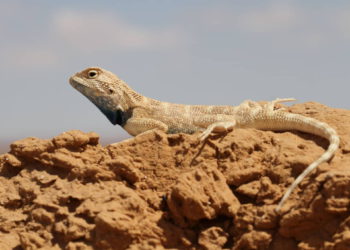 Estudio revela que uno de cada cinco reptiles está en peligro de extinción