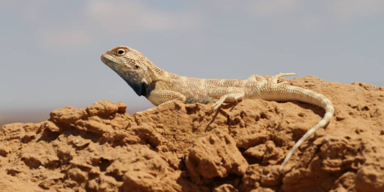 Estudio revela que uno de cada cinco reptiles está en peligro de extinción