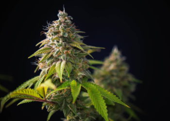 Investigadores cultivan cannabis medicinal con un 17% adicional de THC