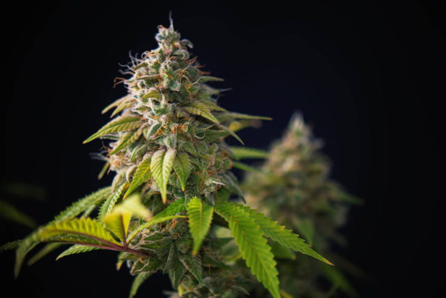La empresa israelí BetterSeeds exporta semillas de cannabis a Canadá