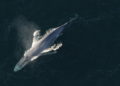 Científicos espían a las ballenas con cable de fibra óptica submarino