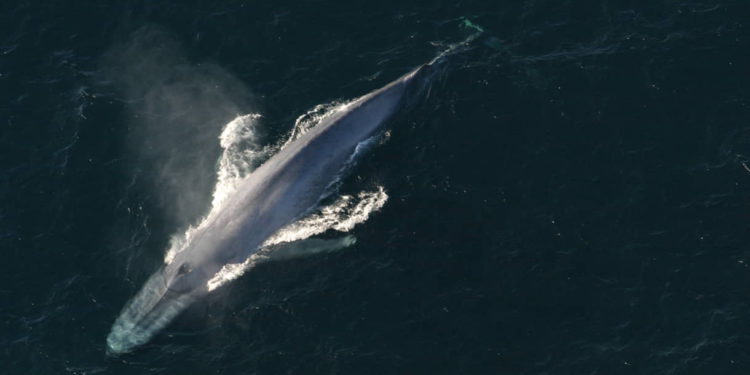 Científicos espían a las ballenas con cable de fibra óptica submarino