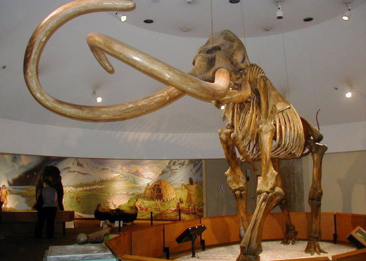 Mineros descubren un mamut lanudo momificado en Yukón