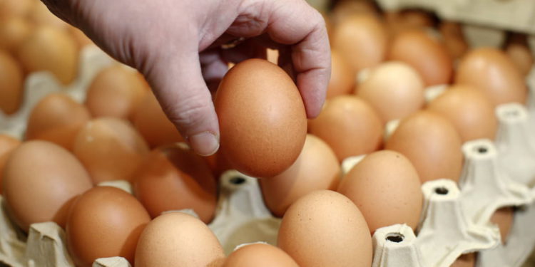 Científicos crean anticuerpo contra el COVID a partir de huevos