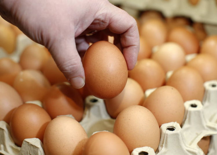 Científicos crean anticuerpo contra el COVID a partir de huevos