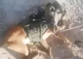 Perro militar es capturado mientras trataba de detener a sospechoso terrorista en Judea y Samaria