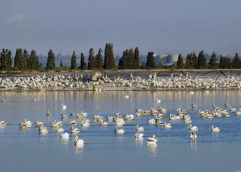 Pelícanos blancos en un depósito de agua en el valle de Hefer, en el centro de Israel, el 22 de octubre de 2021. Los pelícanos hacen escala en Israel durante su migración anual desde los Balcanes a África, donde disfrutan de un invierno suave antes de regresar a Europa. (Moshe Shai/Flash90)