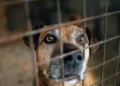 El régimen iraní sacrifica a más de 1.700 perros en un refugio