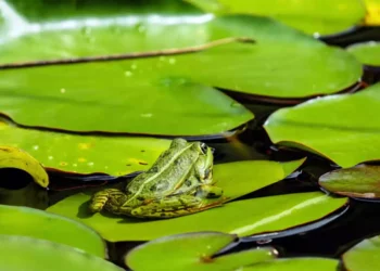 Científicos descubren el misterio de las antiguas ranas fósiles: ¿cómo murieron?