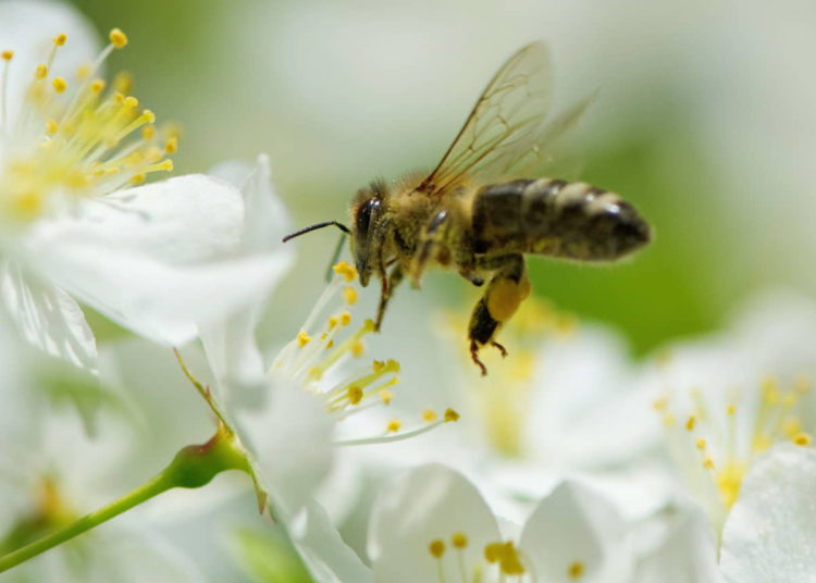 La danza de las abejas inspira una nueva forma de comunicación entre robots