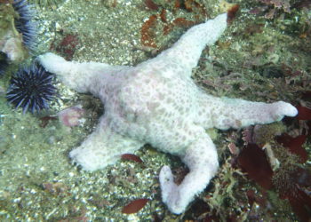 Científicos descubren 39 nuevas especies marinas